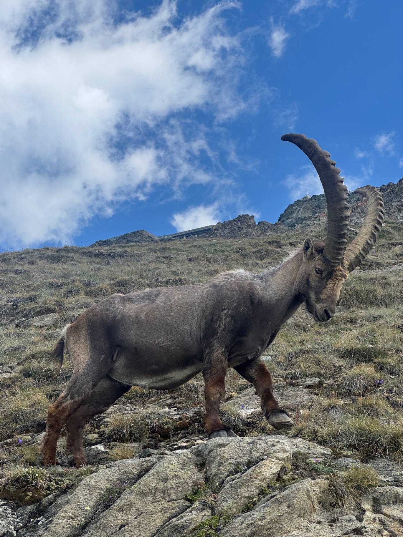 Geführte Beobachtung Wildtieren Steinböcken Gämse Lech am Arlberg