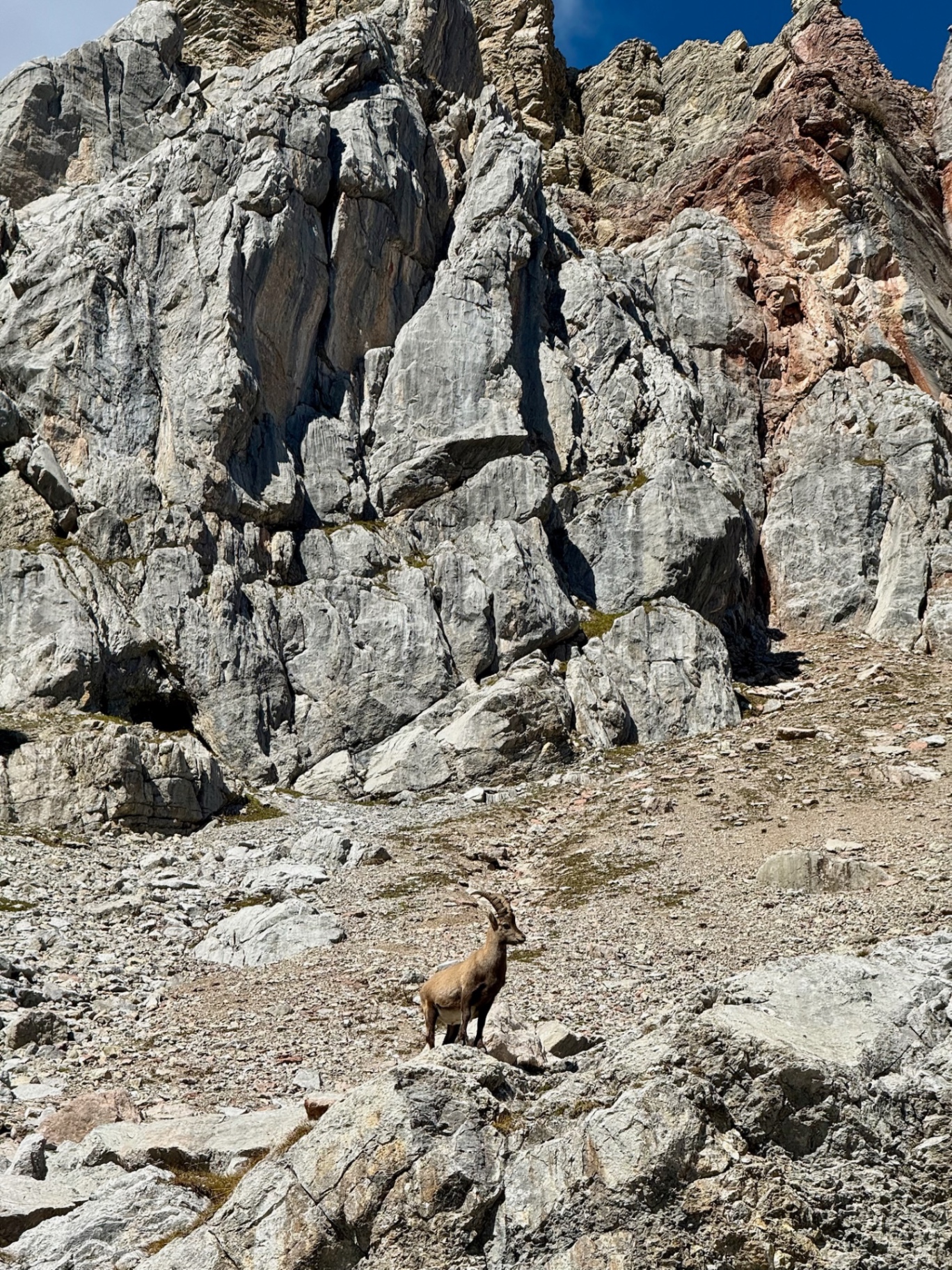 Geführte Beobachtung Wildtieren Steinböcken Gämse Lech am Arlberg